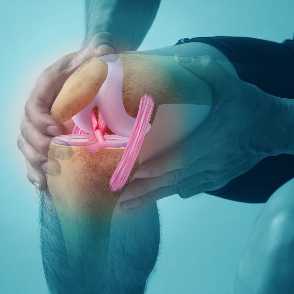 A person holds their knee in pain, with an anatomical overlay illustrating knee ligaments, bones, and joints.